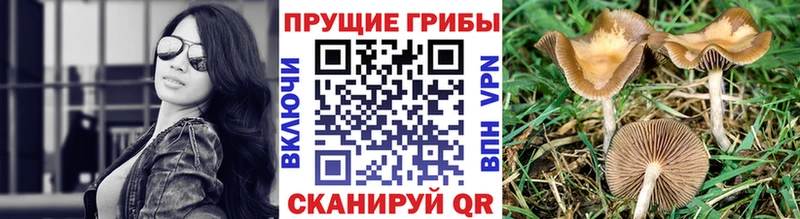 Псилоцибиновые грибы ЛСД  Починок 